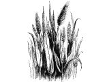 Millet (Sorghum vulgare), Heb. DoChaN (Ezek.4.9)